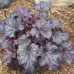 Гейхера Palace Purple/Пэлас Пёпл