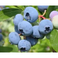 Голубика Bluecrop/Блюкроп C1