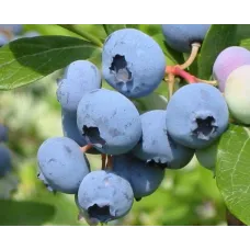 Голубика Bluecrop/Блюкроп C1