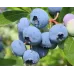 Голубика Bluecrop/Блюкроп C1