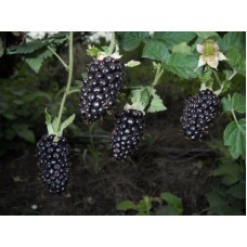 Ежевика Black Butte/Блек Бьют C3
