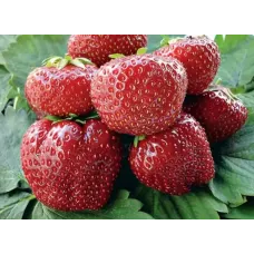 Земляника Vima Tarda/Вима Тарда C1