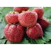 Земляника Vima Tarda/Вима Тарда C1