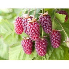 Малино-ежевичный гибрид Loganberry/Логанберри C3