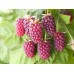 Малино-ежевичный гибрид Loganberry/Логанберри C3
