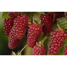 Малино-ежевичный гибрид Medana Tayberry/Медана Тайберри C3