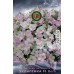 Петуния Эклиптика F1 Вега C3