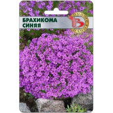 Брахикома Блю