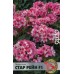 Пеларгония Стар Рейн F1 C3