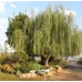 Ива Шверина улучшенная C7